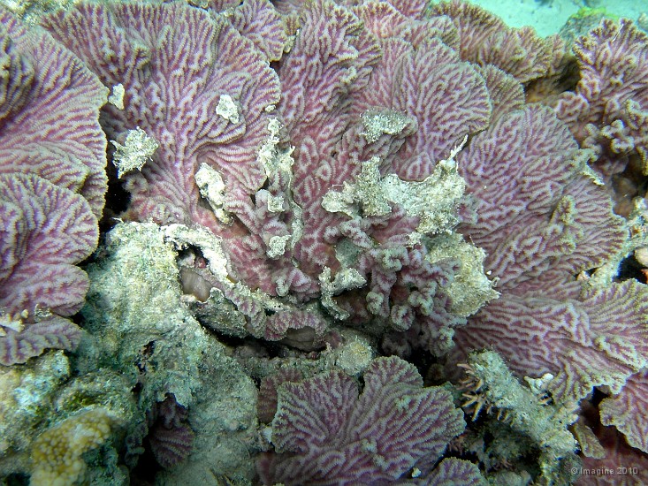 51- Madrepore mauve (merulinidae) - Recif Tote.JPG